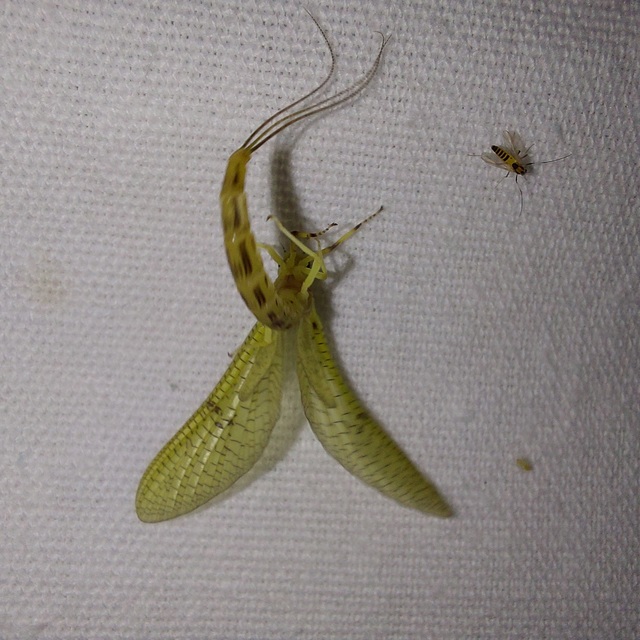 Ephemera lineata