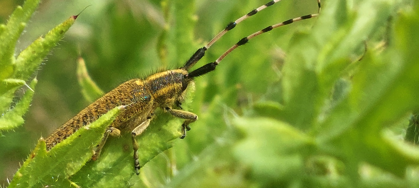 Agapanthia dahli - sárgagyűrűs bogáncscincér