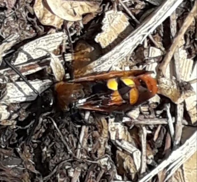 Megascolia maculata - óriás-tőrösdarázs