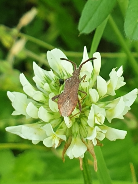 Coriomeris