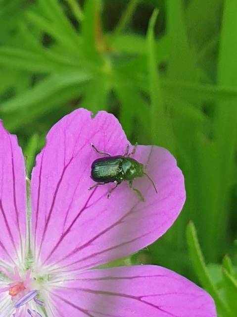 Cryptocephalus violaceus - sötétkék zömökbogár Cryptocephalus violaceus - sötétkék zömökbogár