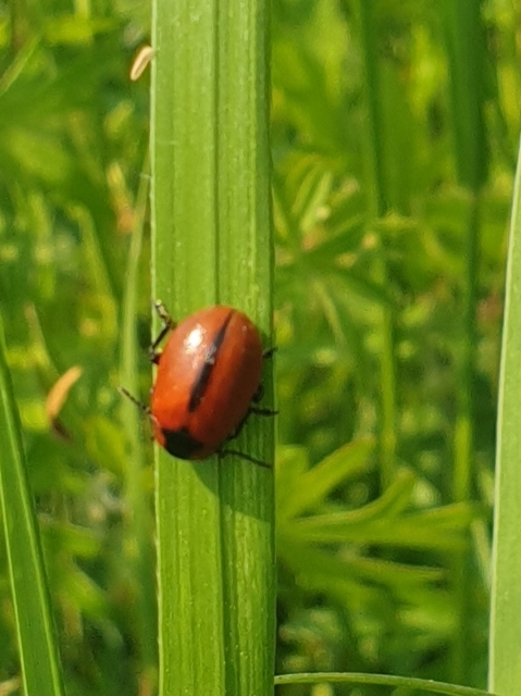 Entomoscelis dorsalis - hérics-honvédbogár
