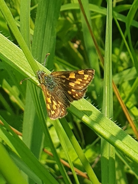 Carterocephalus palaemon - kockás busalepke
