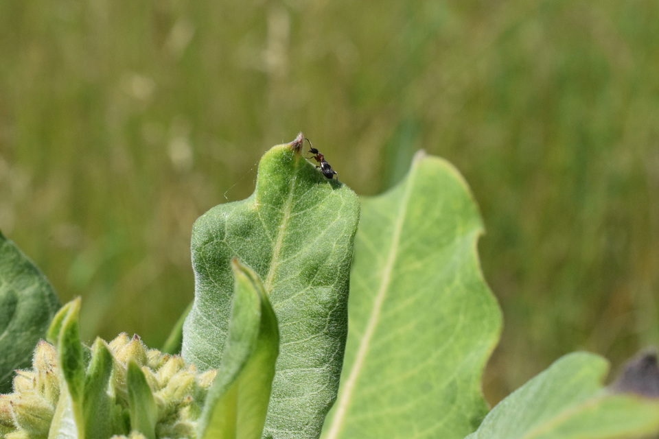 Anthelephila pedestris - hangyaszerű fürgebogár
