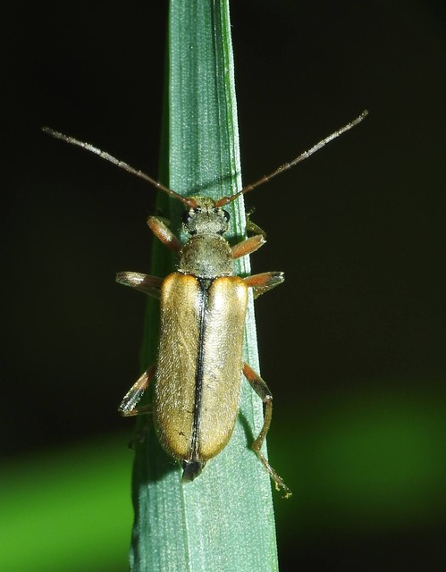 Cortodera humeralis - négyfoltos cserjecincér