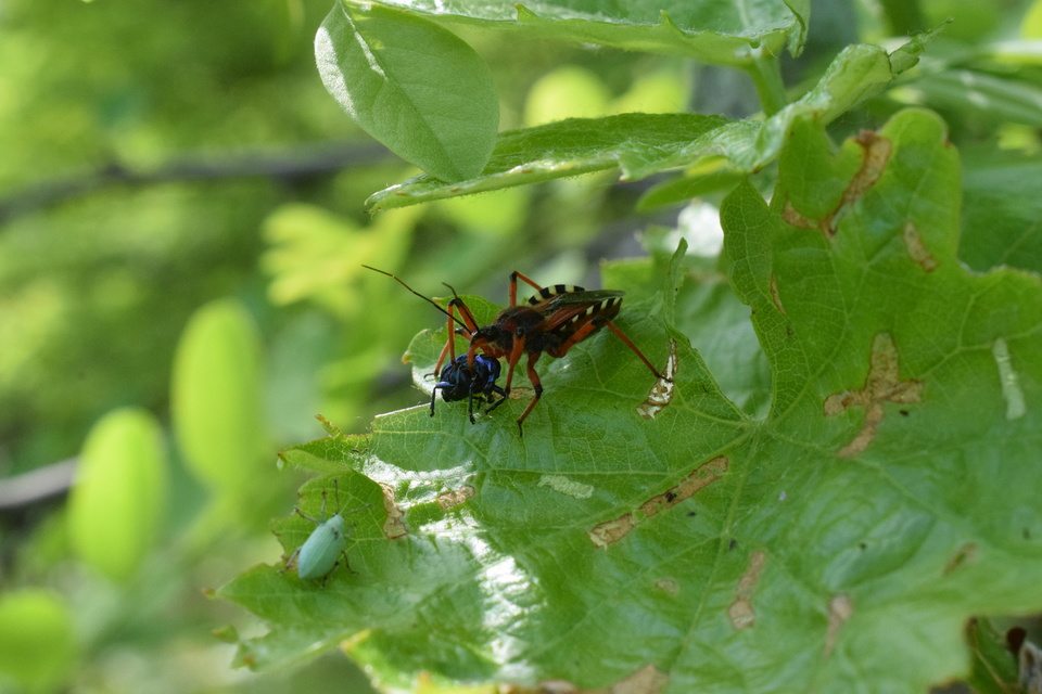 Rhynocoris iracundus - közönséges gyilkospoloska