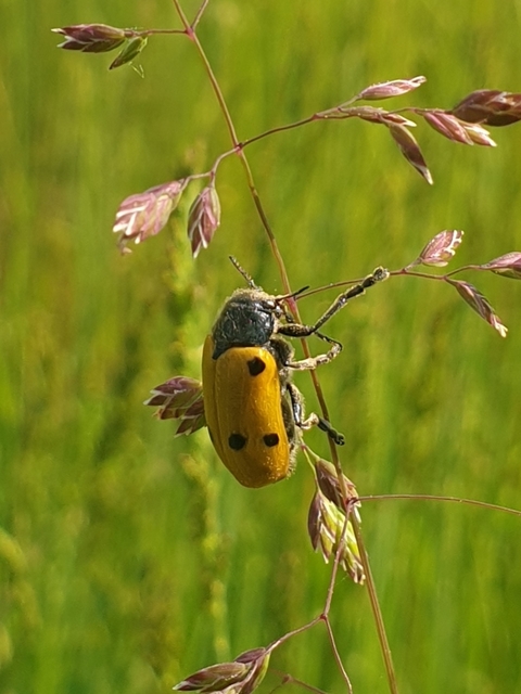 Lachnaia sexpunctata - szőrösnyakú zsákhordóbogár