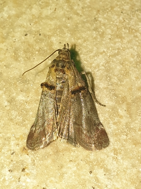 Trachonitis cristella - bokorrágó karcsúmoly