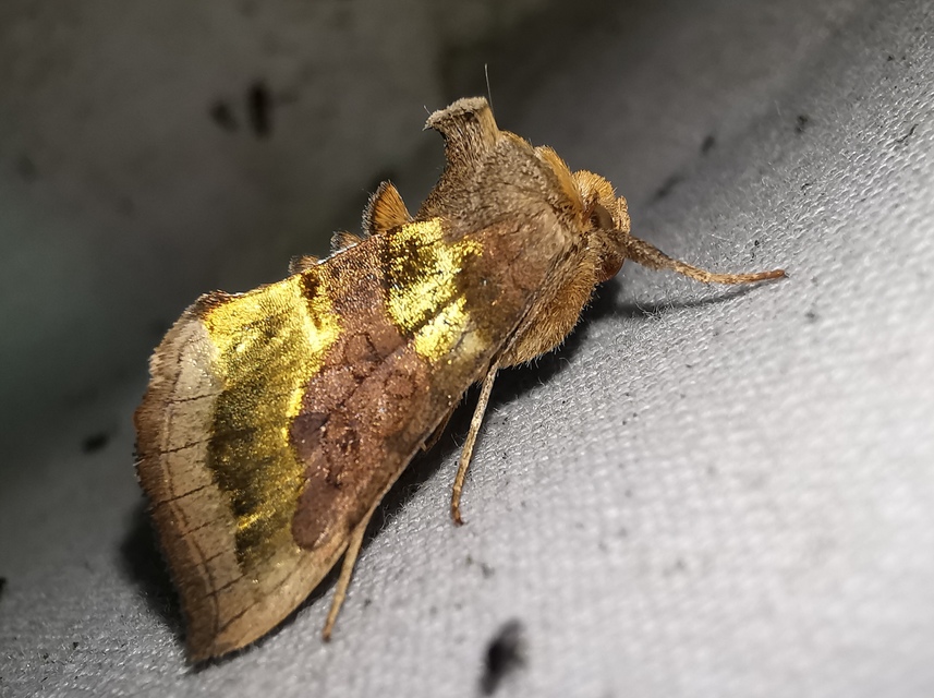Diachrysia chrysitis - aranybagoly
