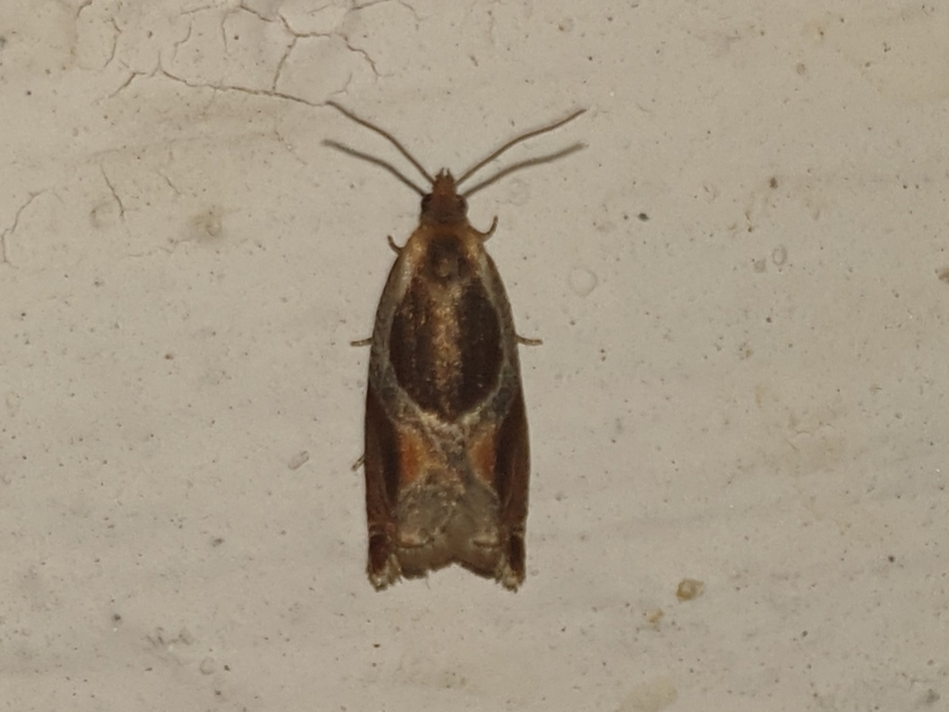 Ancylis