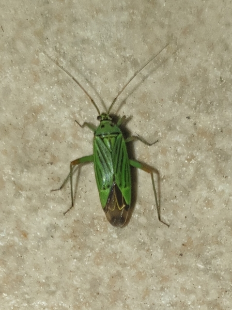Mermitelocerus schmidtii