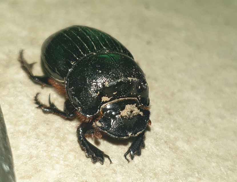 Copris lunaris - közönséges holdszarvú-ganéjtúró