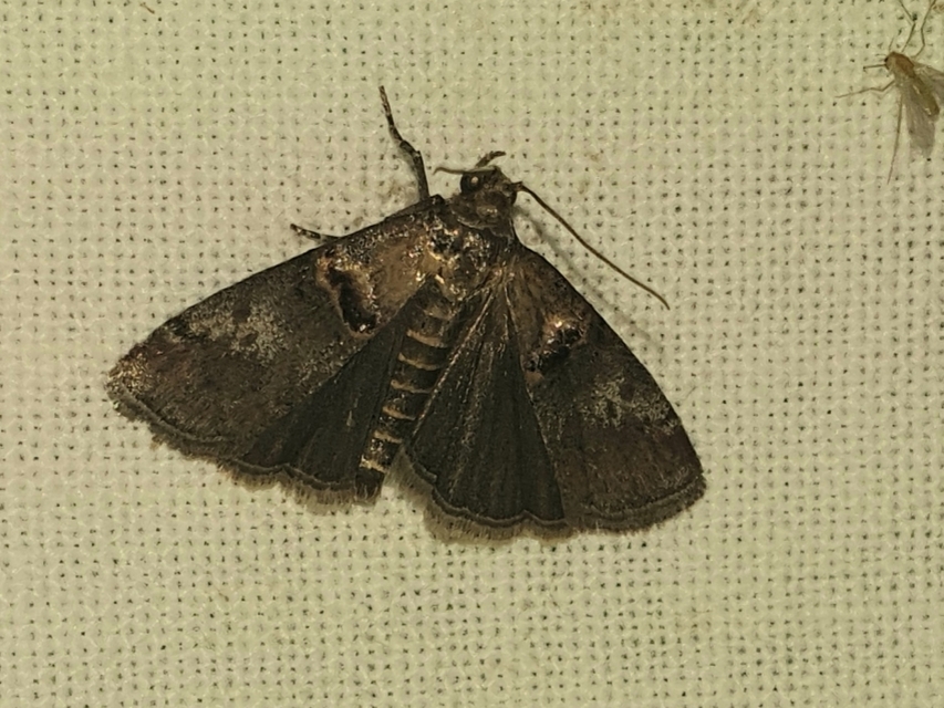 Trachonitis cristella - bokorrágó karcsúmoly