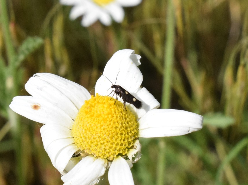 Parascythris muelleri - kétpettyes zöldmoly