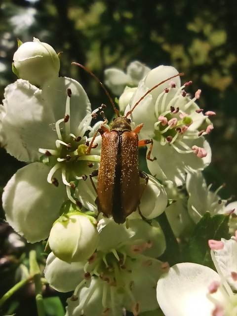 Cortodera humeralis - négyfoltos cserjecincér