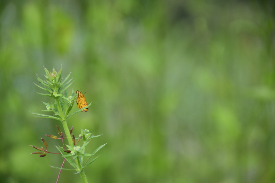 Idaea aureolaria - aranyos sávosaraszoló