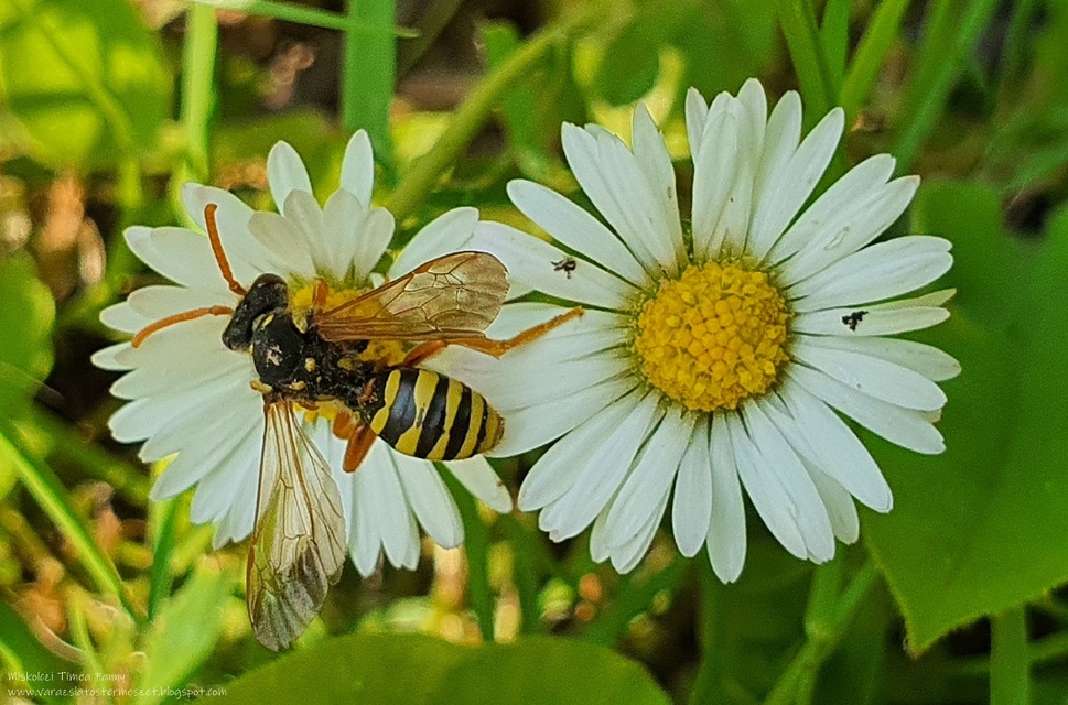 Hymenoptera - Hártyásszárnyúak