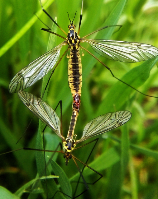 Nephrotoma appendiculata