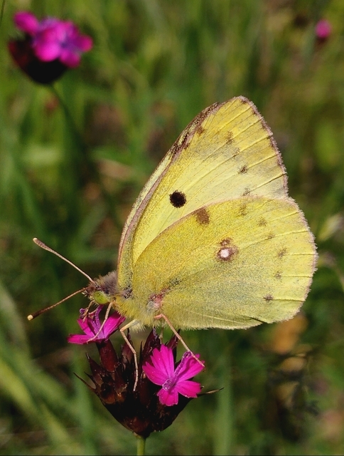 Colias alfacariensis - déli kéneslepke