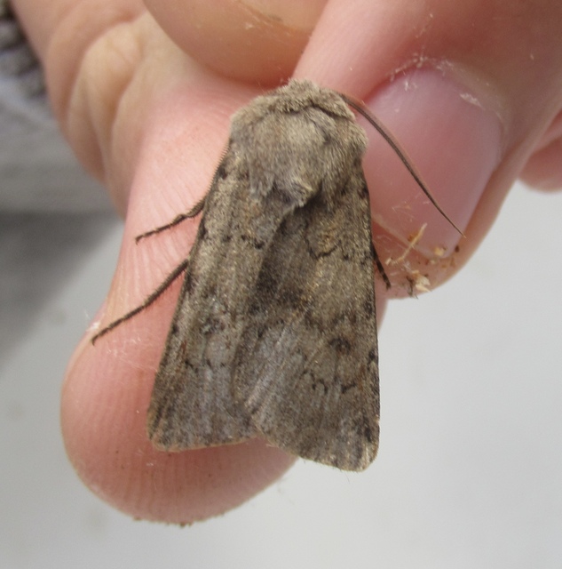 Agrotis cinerea - szürkés földibagoly