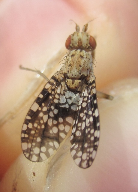 Trypetoptera punctulata - pirosszemű szarvaslégy