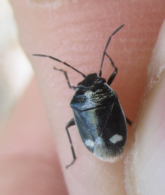 Eurydema oleracea - paréjpoloska Eurydema oleracea - paréjpoloska