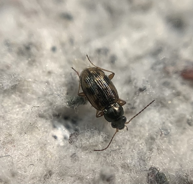 Bembidion semipunctatum - címeres gyorsfutó