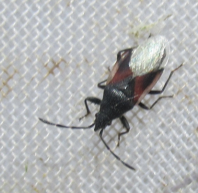 Oxycarenus lavaterae - hársbodobács