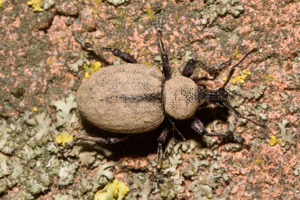 Otiorhynchus ligustici - vincellér-gyalogormányos