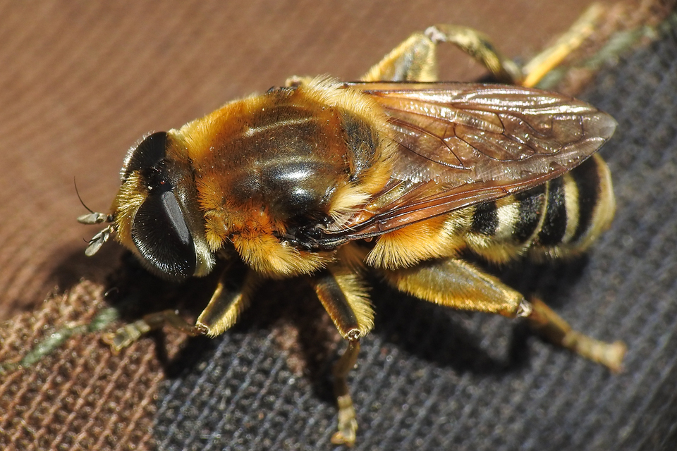 Merodon clavipes - nagy nárciszlégy