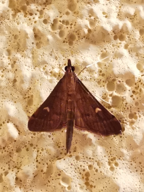 Dolicharthria punctalis - hosszúlábú tűzmoly