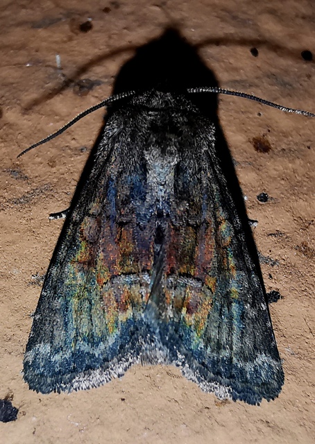 Oligia latruncula - fekete dudvabagoly