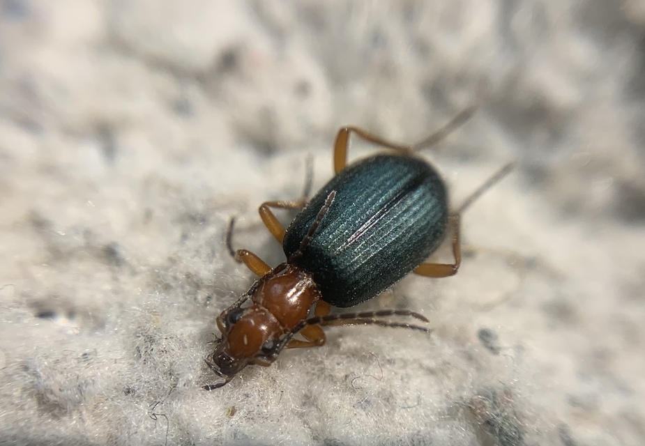 Brachinus nigricornis - feketelábú pöfögőfutó
