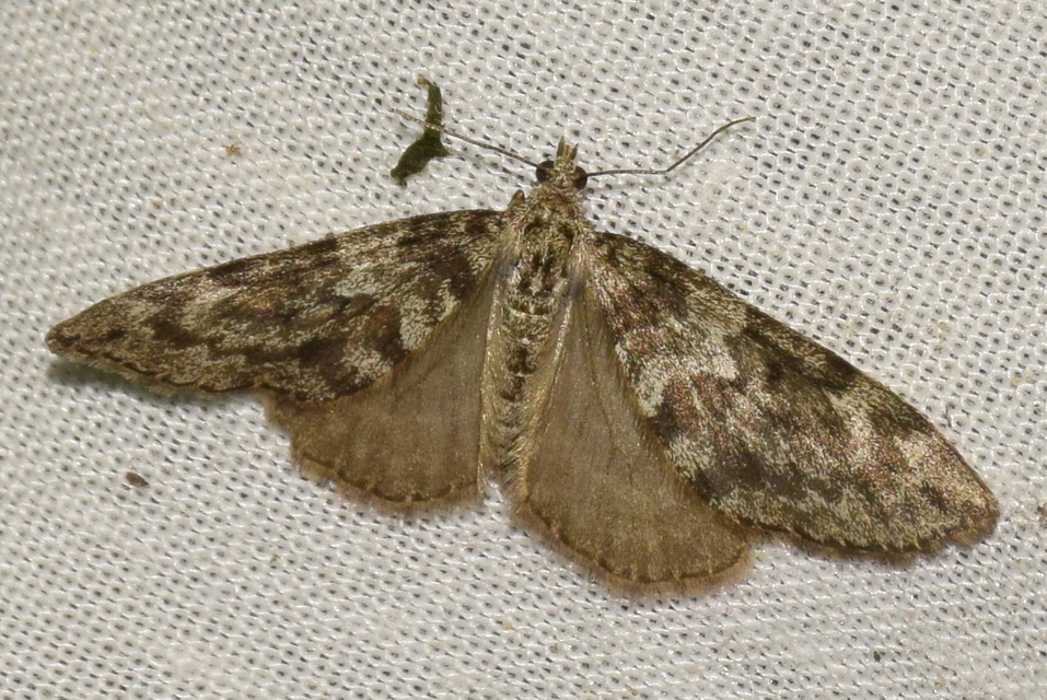 Thera variata - változékony fenyőaraszoló