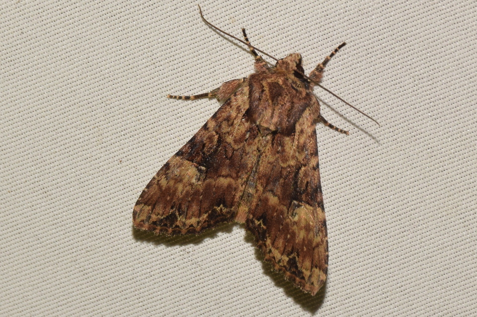Apamea epomidion - vörösbarna dudvabagoly