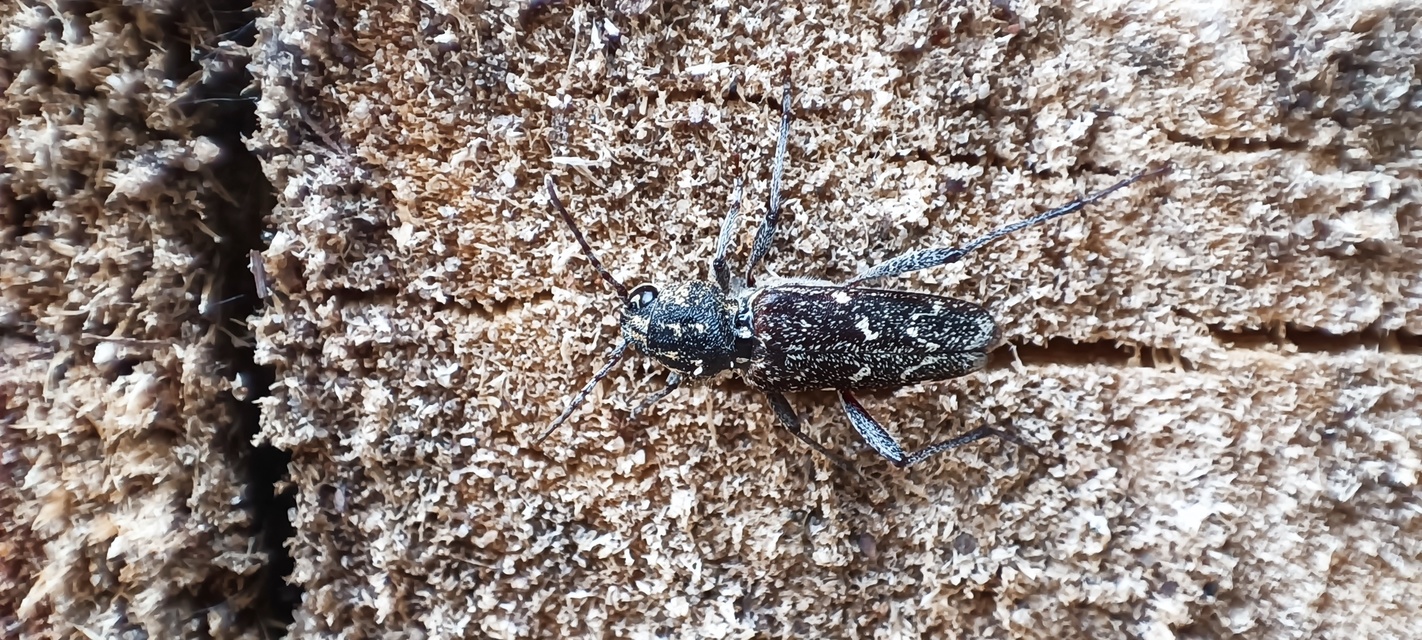 Xylotrechus rusticus - egérszínű darázscincér