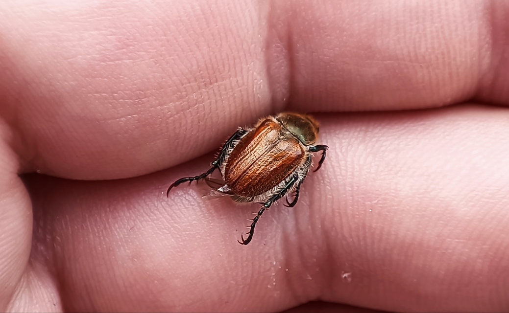 Chaetopteroplia segetum - rozsszipoly