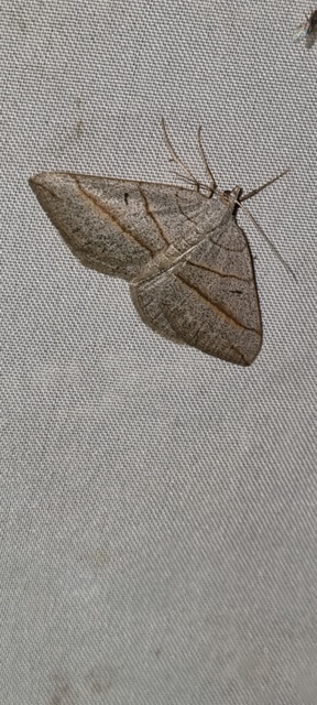 Scotopteryx luridata - háromcsíkos araszoló