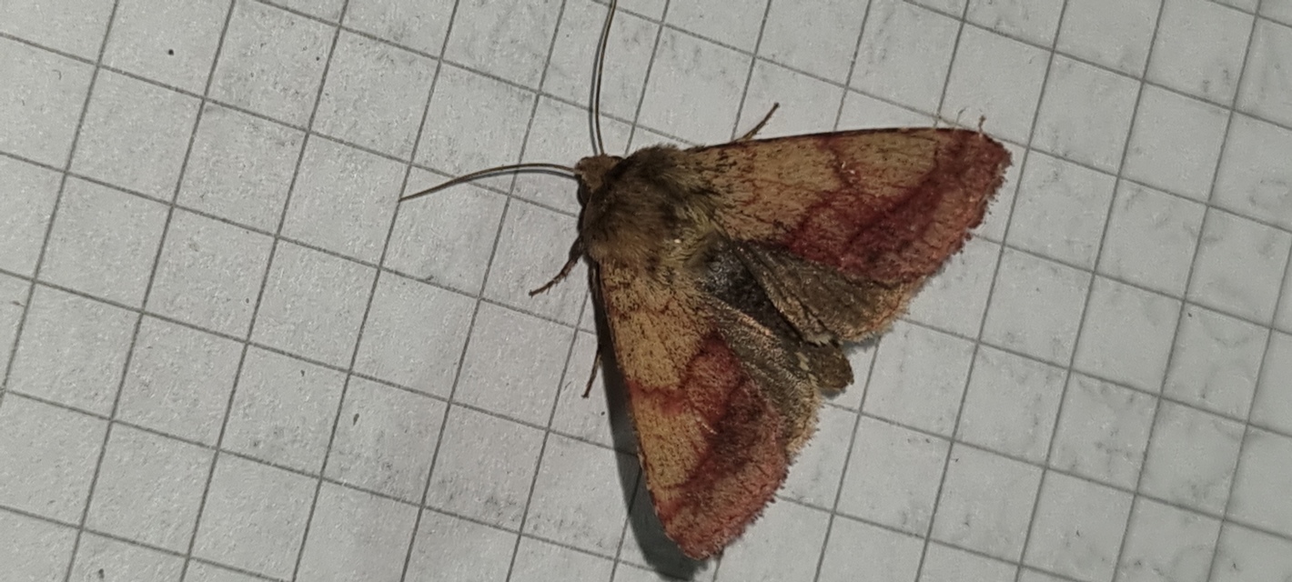 Pyrrhia purpura - ezerjófűbagoly