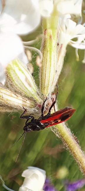 Peirates hybridus - foltos rablópoloska
