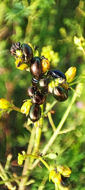 Chrysolina hyperici - zöld orbáncfűlevelész