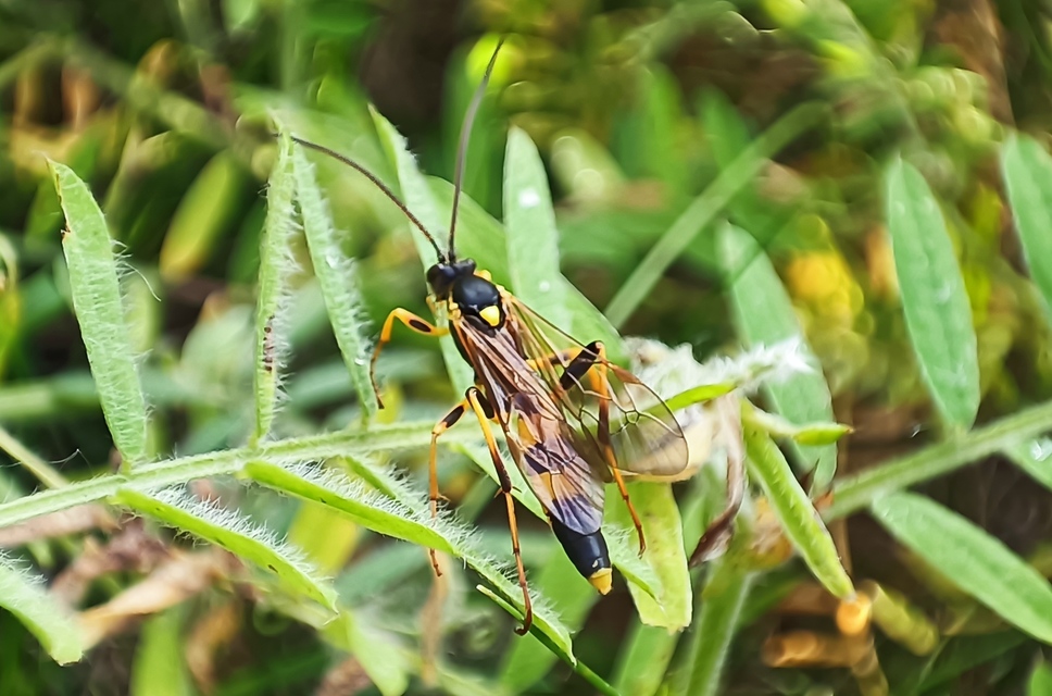 Hymenoptera - Hártyásszárnyúak
