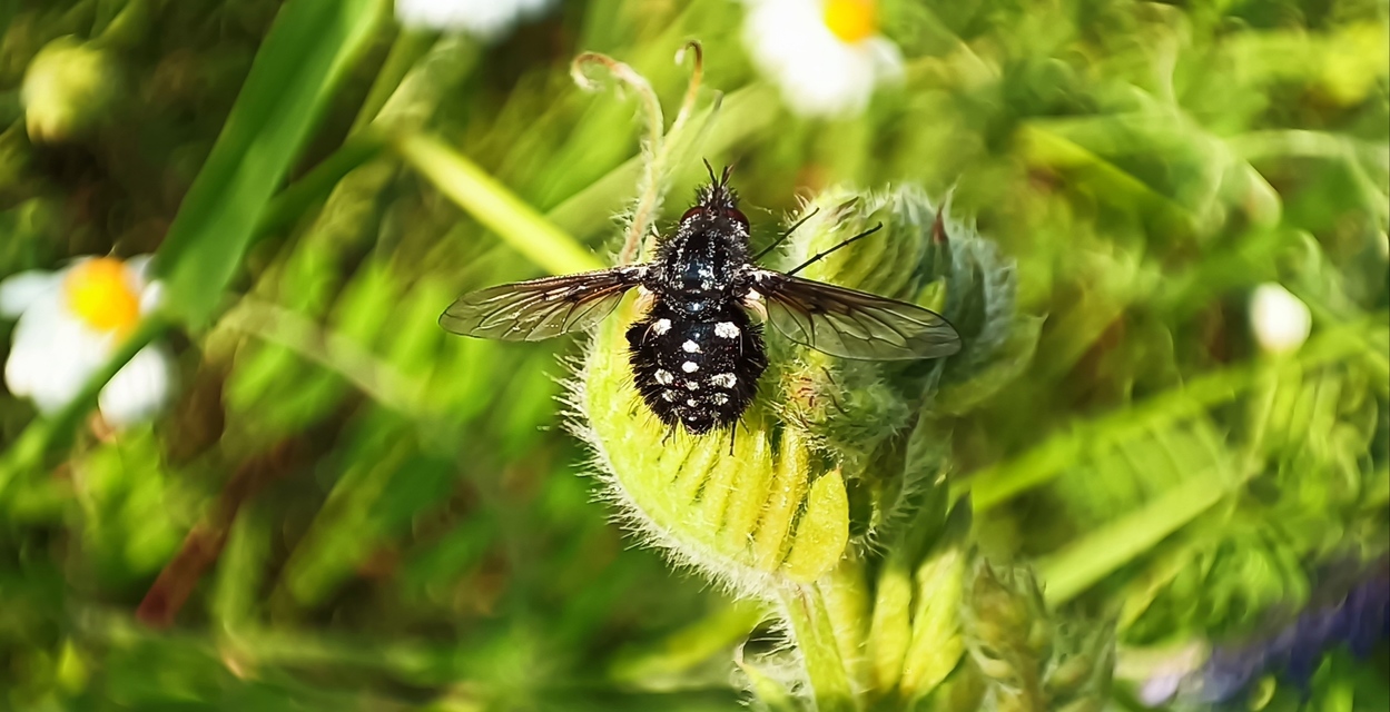 Bombylella atra - ezüstpettyes pöszörlégy