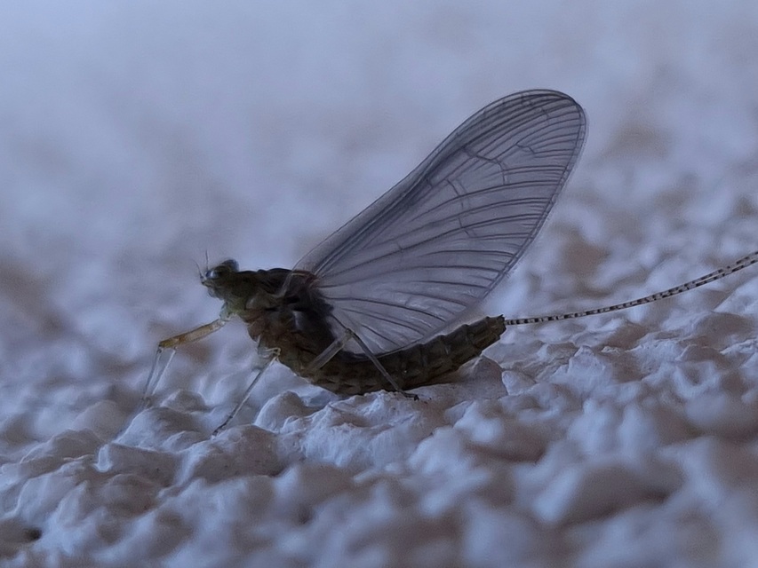 Cloeon dipterum - elevenszülő kérész