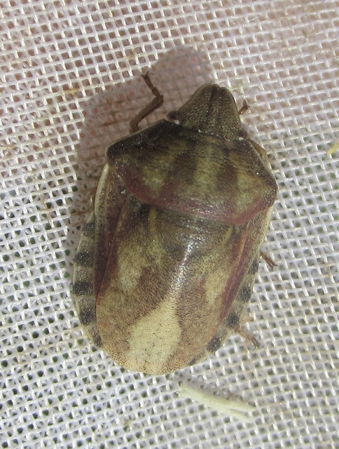 Eurygaster Eurygaster