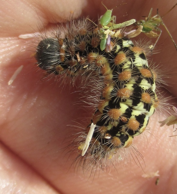 Pentophera morio - réti gyapjaslepke