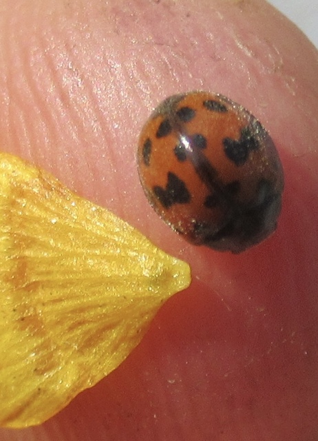 Subcoccinella vigintiquatuorpunctata - lucernaböde