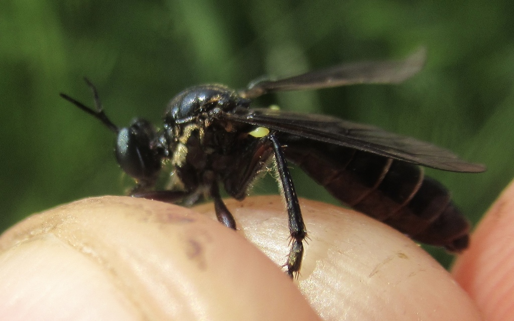 Dioctria atricapilla