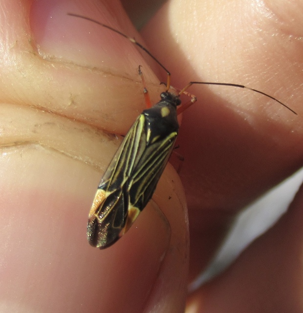 Miris striatus - sávos mezeipoloska
