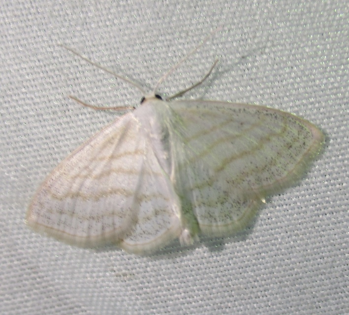 Scopula caricaria - mocsári fehéraraszoló